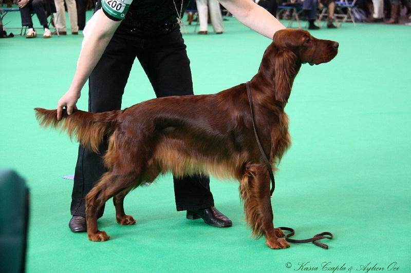 Crufts2011 161.jpg